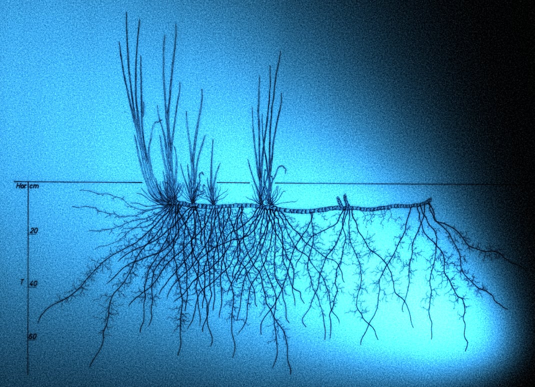 Blue stylised rhizome.