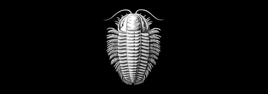 A trilobite